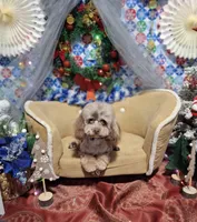Romeo , a male Poodle - Toy  for sale in Saginaw, MI – 1 of 1