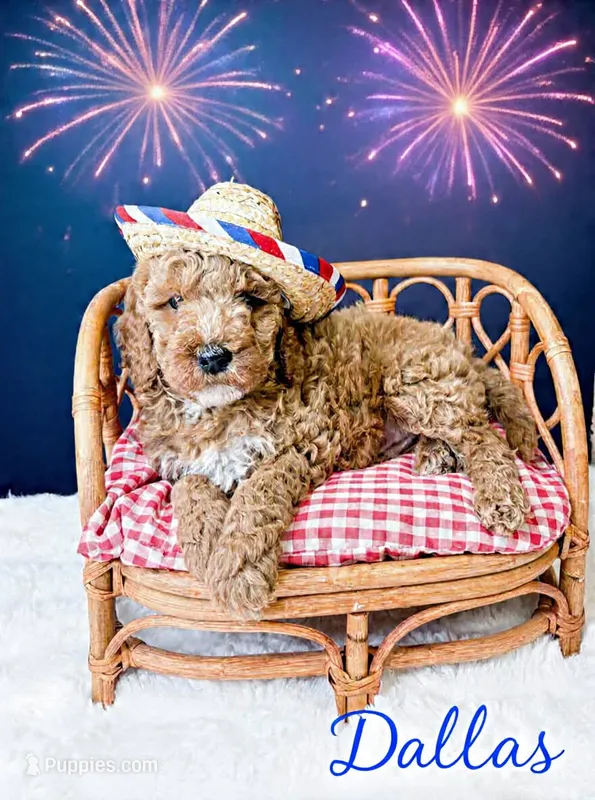 Dallas – Miniature Goldendoodle puppy for sale in Saginaw, MI