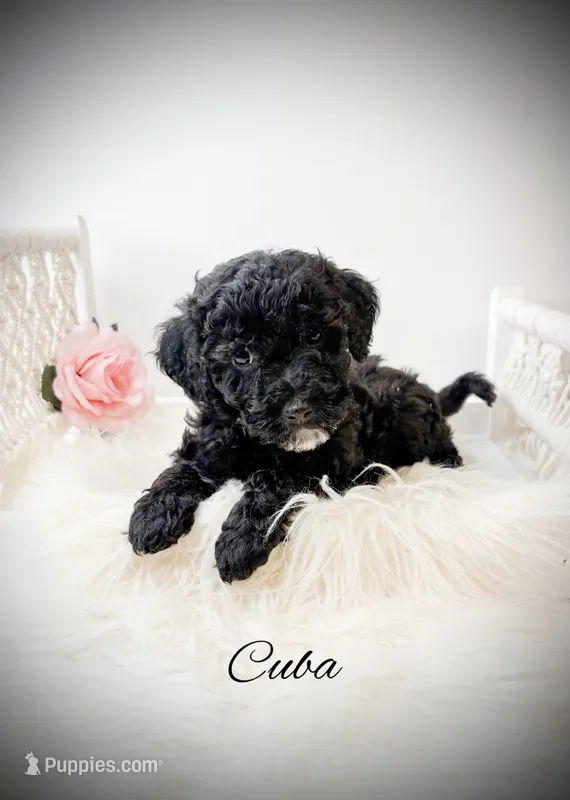 Cuba – Miniature Goldendoodle puppy for sale in Saginaw, MI