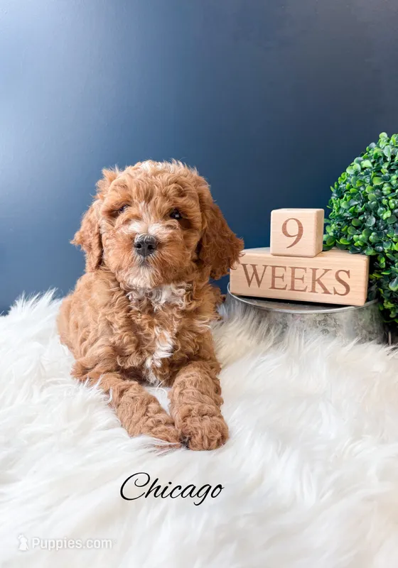 Chicago  – Miniature Goldendoodle puppy for sale in Saginaw, MI