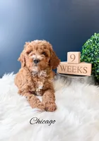 Chicago , a male Miniature Goldendoodle for sale in Saginaw, MI – 1 of 2