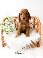 Vegas , a male Miniature Goldendoodle for sale in Saginaw, MI – 1 of 1