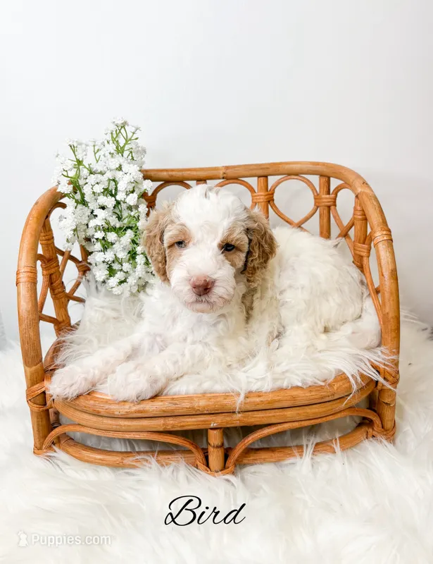 Bird – Miniature Goldendoodle puppy for sale in Saginaw, MI