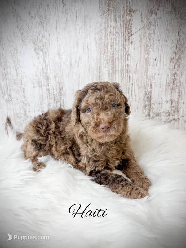 Haiti – Miniature Goldendoodle puppy for sale in Saginaw, MI
