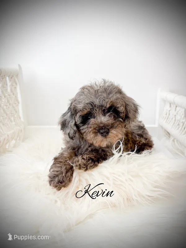 Kevin – Poodle - Toy  puppy for sale in Saginaw, MI
