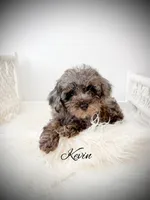 Kevin, a male Poodle - Toy  for sale in Saginaw, MI – 1 of 1