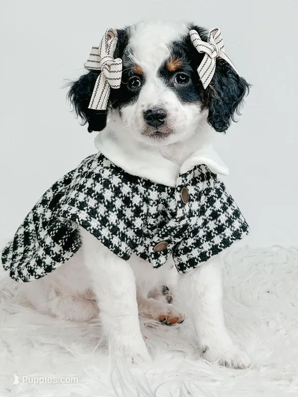 Lisa, a female Miniature Bernedoodle for sale in Saginaw, MI – Photo 1 of 1