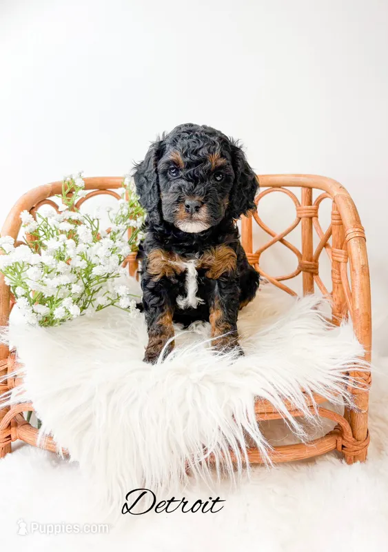 Detroit – Miniature Goldendoodle puppy for sale in Saginaw, MI