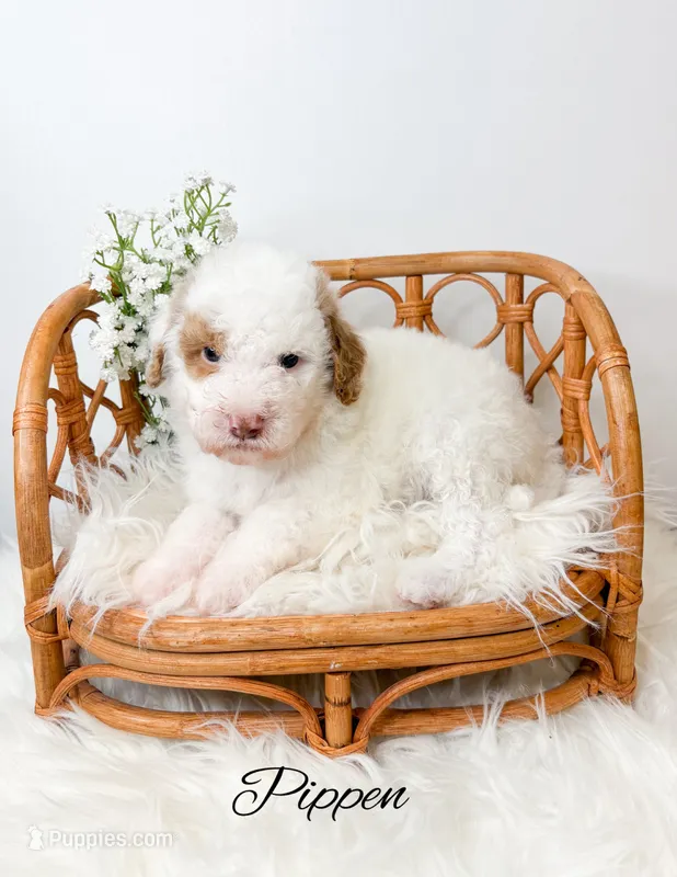 Pippen  – Miniature Goldendoodle puppy for sale in Saginaw, MI