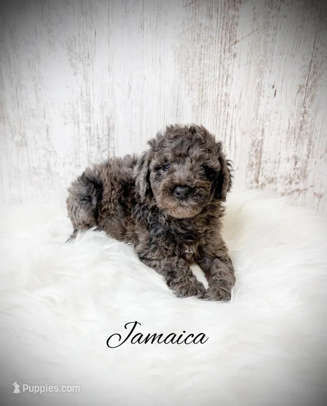 Jamaica – Miniature Goldendoodle puppy for sale in Saginaw, MI