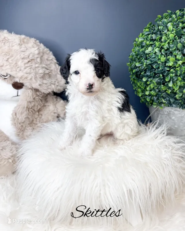 Skittles  – Poodle - Toy  puppy for sale in Saginaw, MI