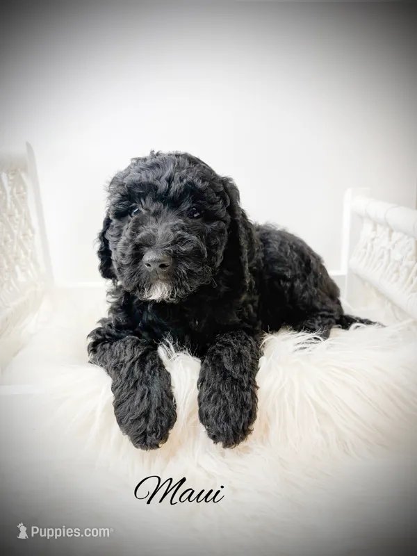 Maui – Miniature Goldendoodle puppy for sale in Saginaw, MI