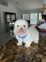 Nicky, a male Shih Tzu for sale in Cape Coral, FL – 2 of 8
