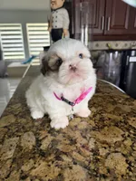 Yoly, a female Shih Tzu for sale in Cape Coral, FL – 8 of 8