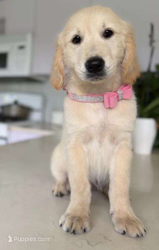 Sassy – Golden Retriever puppy for sale in Cape Coral, FL