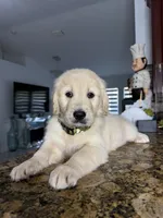 Max, a male Golden Retriever for sale in Cape Coral, FL – 5 of 10