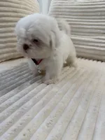 Nicky, a male Shih Tzu for sale in Cape Coral, FL – 10 of 10