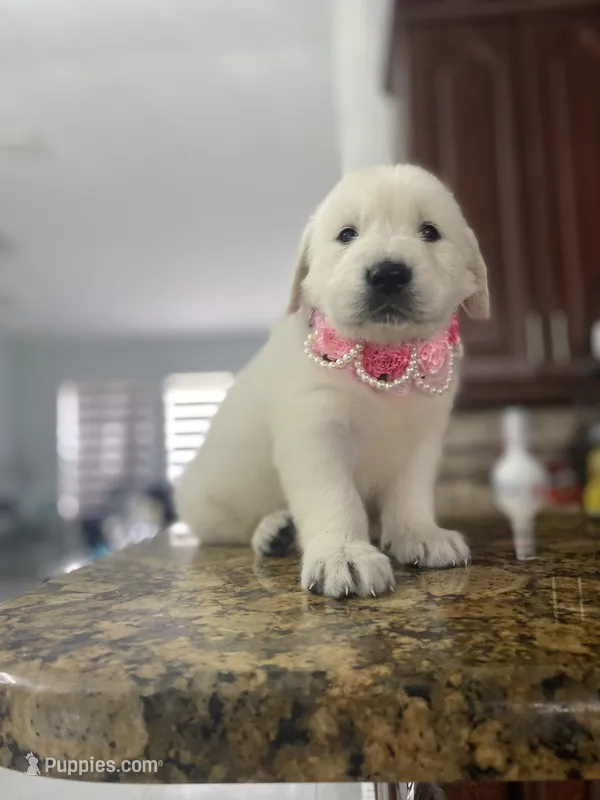 Sassy – Golden Retriever puppy for sale in Cape Coral, FL