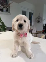 Amber, a female Golden Retriever for sale in Cape Coral, FL – 4 of 5