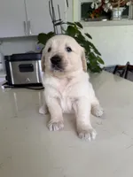 Sassy, a male Golden Retriever for sale in Cape Coral, FL – 4 of 6