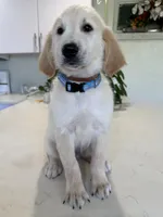 Dantes , a male Golden Retriever for sale in Cape Coral, FL – 2 of 4