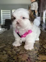 Yoly, a female Shih Tzu for sale in Cape Coral, FL – 5 of 8