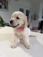 Amber, a female Golden Retriever for sale in Cape Coral, FL – 3 of 5