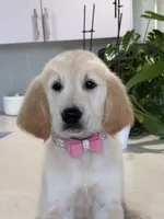 Sassy, a female Golden Retriever for sale in Cape Coral, FL – 2 of 4