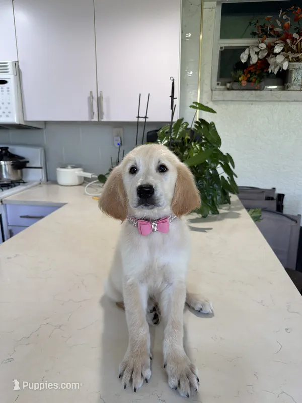 Sassy – Golden Retriever puppy for sale in Cape Coral, FL