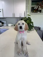 Sassy, a female Golden Retriever for sale in Cape Coral, FL – 1 of 4