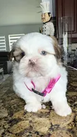 Yoly, a female Shih Tzu for sale in Cape Coral, FL – 4 of 8