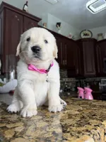 Maya, a female Golden Retriever for sale in Cape Coral, FL – 4 of 4