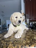 Max, a male Golden Retriever for sale in Cape Coral, FL – 2 of 10