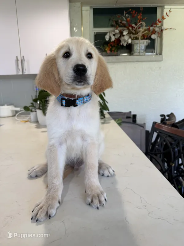 Dantes  – Golden Retriever puppy for sale in Cape Coral, FL