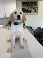 Dantes , a male Golden Retriever for sale in Cape Coral, FL – 1 of 4