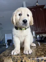 Max, a male Golden Retriever for sale in Cape Coral, FL – 9 of 10