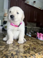 Maya, a female Golden Retriever for sale in Cape Coral, FL – 2 of 4
