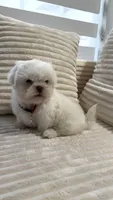 Nicky, a male Shih Tzu for sale in Cape Coral, FL – 9 of 10