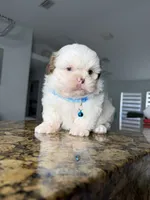 Nicky, a male Shih Tzu for sale in Cape Coral, FL – 5 of 8