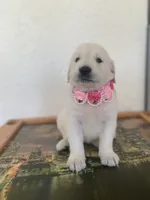 Sassy , a female Golden Retriever for sale in Cape Coral, FL – 3 of 4