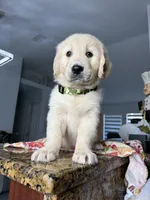 Max, a male Golden Retriever for sale in Cape Coral, FL – 3 of 10