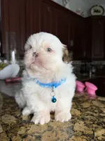 Nicky, a male Shih Tzu for sale in Cape Coral, FL – 1 of 8