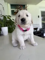 Maya, a female Golden Retriever for sale in Cape Coral, FL – 3 of 4