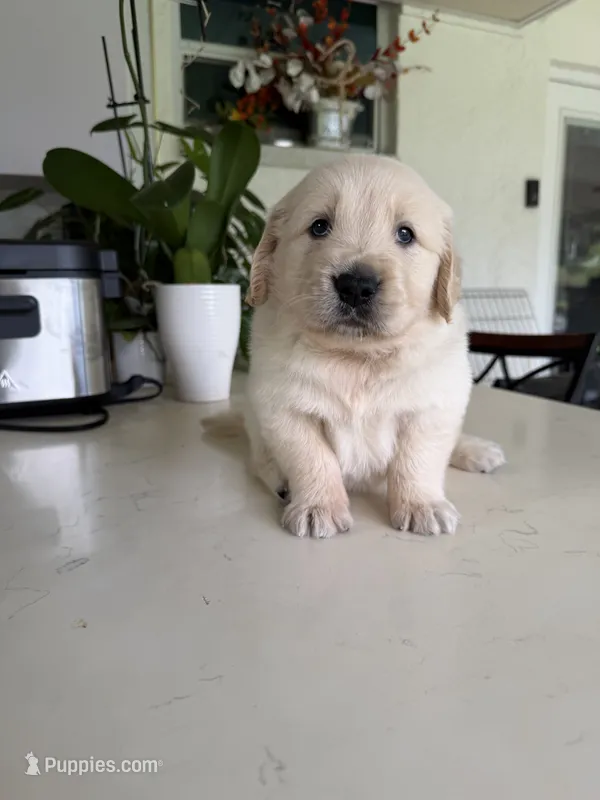 Turko – Golden Retriever puppy for sale in Cape Coral, FL