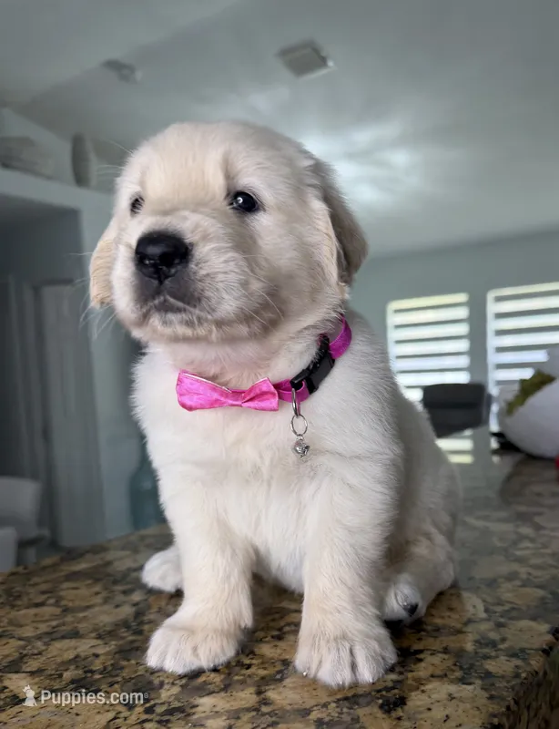 Maya – Golden Retriever puppy for sale in Cape Coral, FL