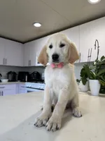 Sassy, a female Golden Retriever for sale in Cape Coral, FL – 4 of 4