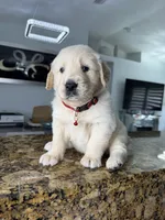 Willie, a male Golden Retriever for sale in Cape Coral, FL – 3 of 4