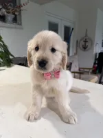 Amber, a female Golden Retriever for sale in Cape Coral, FL – 2 of 5