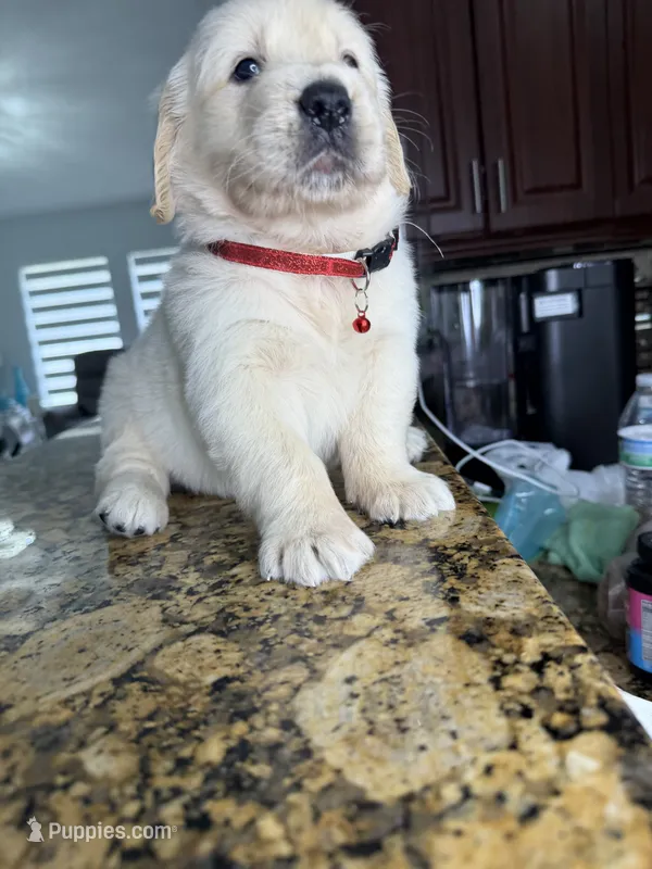 Willie – Golden Retriever puppy for sale in Cape Coral, FL