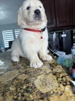 Willie, a male Golden Retriever for sale in Cape Coral, FL – 1 of 4